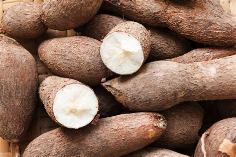  Cassava: รากแห่งความมหัสจรรย์สำหรับอุตสาหกรรมอาหารและพลังงาน!